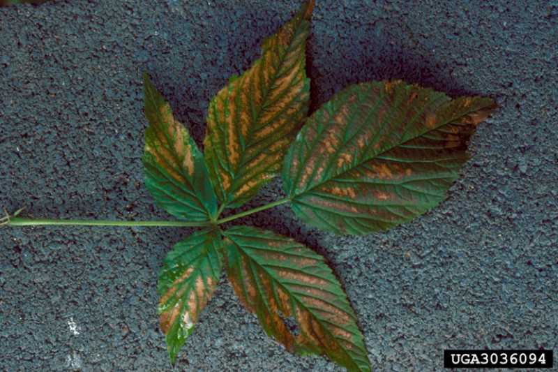 Sulfur Dioxide Damage to Plants